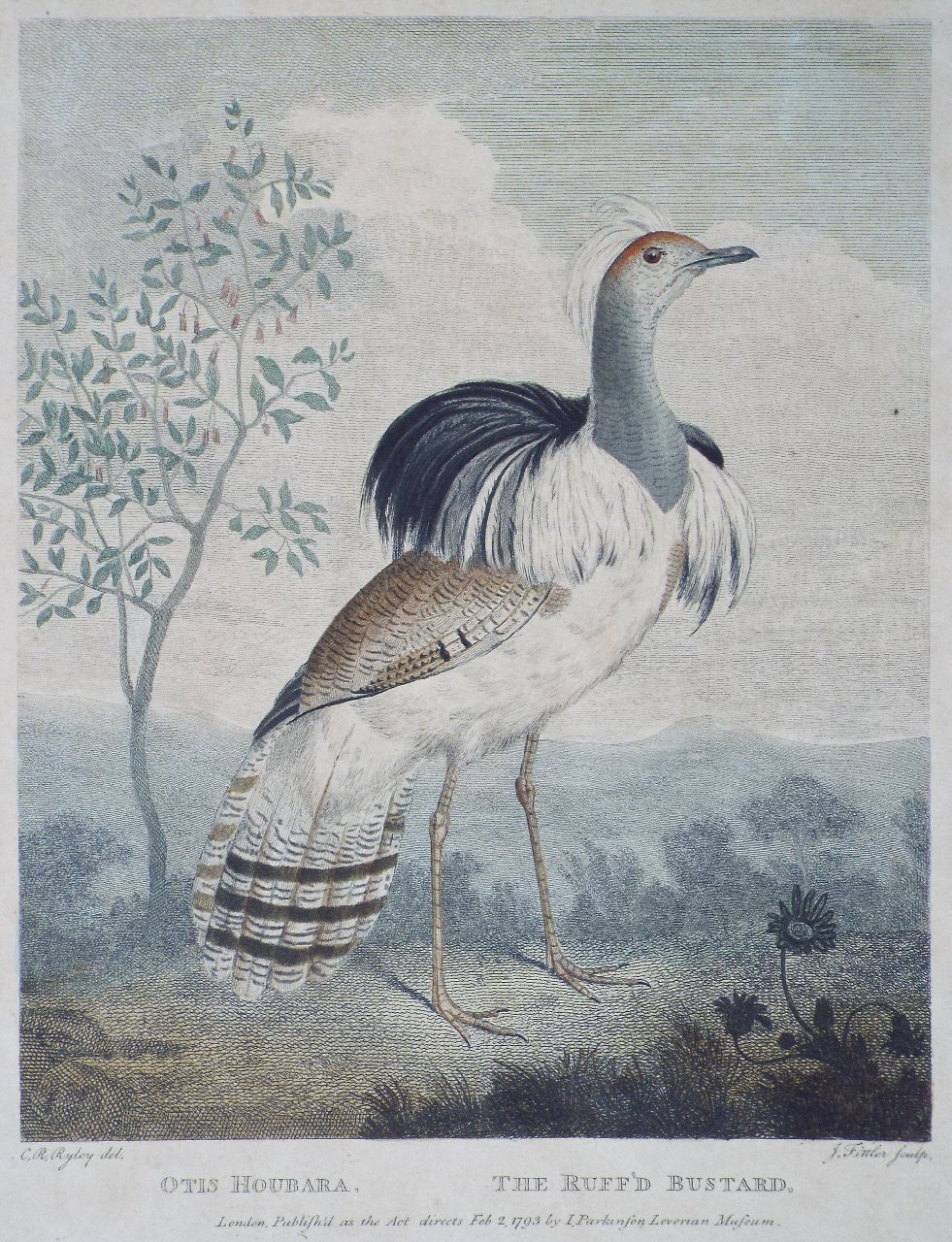 Print - Otis Houbara. The Ruff'd Bustard. - Fittler